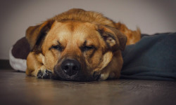 Beitragsbild zu Arbeitsrecht – Sind Hunde im Büro erlaubt?
